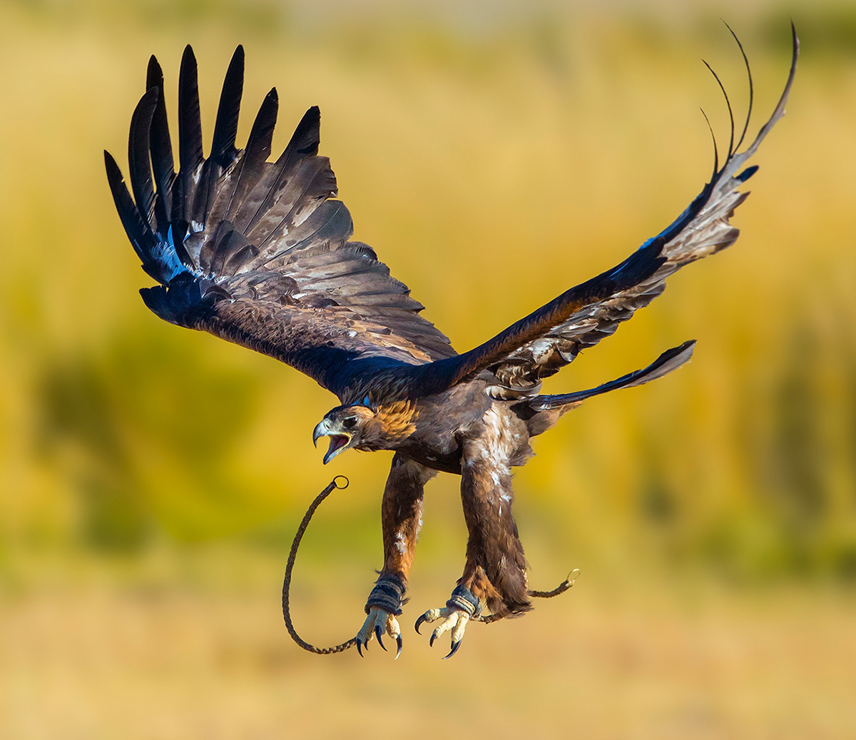Golden eagle авто