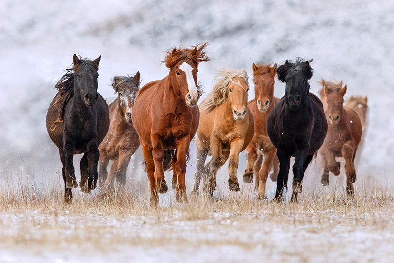 Mongolian_horses_photography